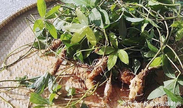 山萝卜|农村野生山萝卜,以前挨饿时候人才吃,现在一斤能卖30多