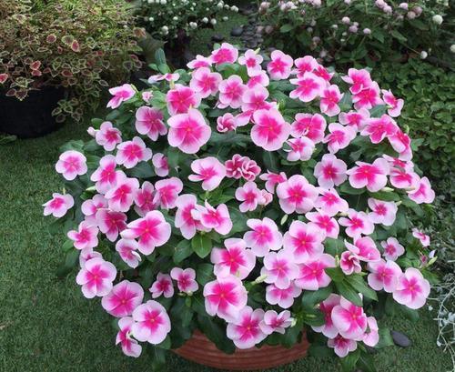 土培|老花农都喜欢的5种“福气花”，开花美好养护，新手也能驾驭