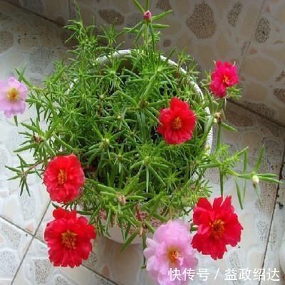 维生素c|自制几种养花肥,钱都不用花,还让花卉长得更旺盛