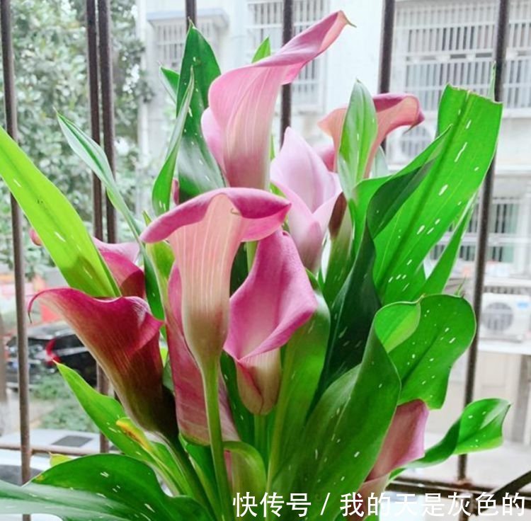 4种花美的出奇，不仅花好看，名字也好听，满树都是花朵，漂亮！