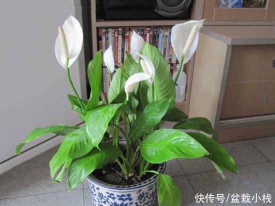 发财树|年底养花有讲究，7类好运花卉，值得养护