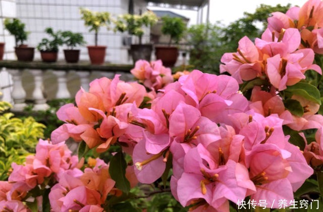 三角梅开完一茬花,如何操作让它花开二次三次小花匠教你个诀窍!