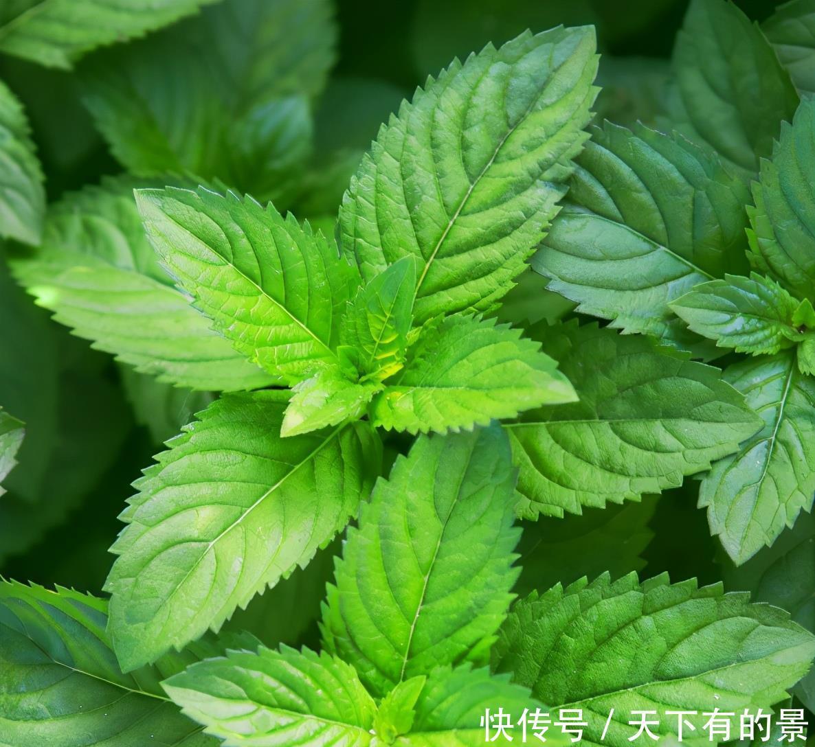 家居|7种适合家居养护的香草植物,散发淡淡清香,作用多观赏性强