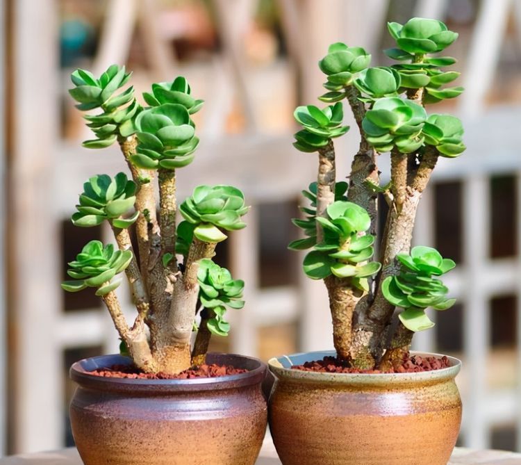 4种寓意美好的多肉，好养好看又吉祥，对待新手很友好