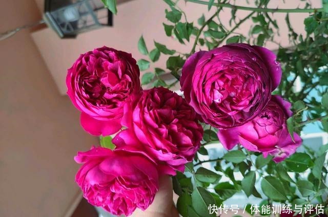 他痴迷养花,露台养了100多盆花,盆盆美爆,惊艳全小区!