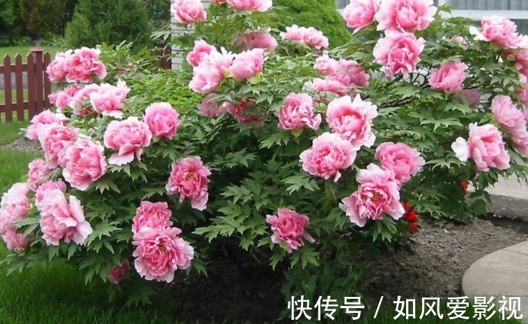 秋天|耐冷、易成活,这3种植物放在家里,冬天也能五颜六色