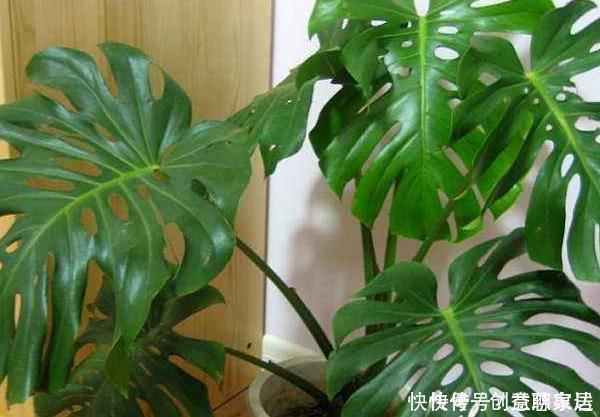 银皇后银皇后|家中有4种花,堪称''疾病的克星'',净化空气,全家人都受益