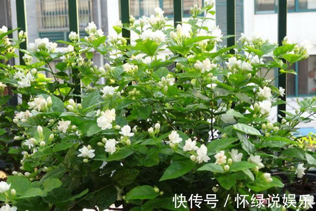 烂根|夏天养花,别做几种“险事”,避免养一盆烂一盆