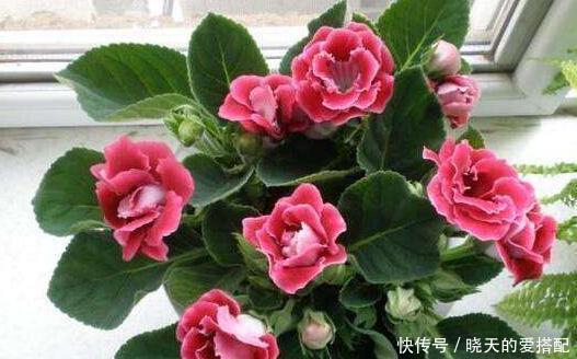 多样|浇水方法很多样!这三种花浇水不要浇叶片,不然烂叶找上门!