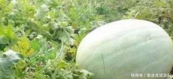 水果|农村一种瓜比较稀有，许多农民不认识，城里卖几十块一斤还买不到