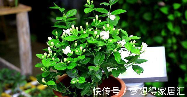 绿萝|7种“健康花”,家里养一盆,寓意好,有格调,寿命长,还干净