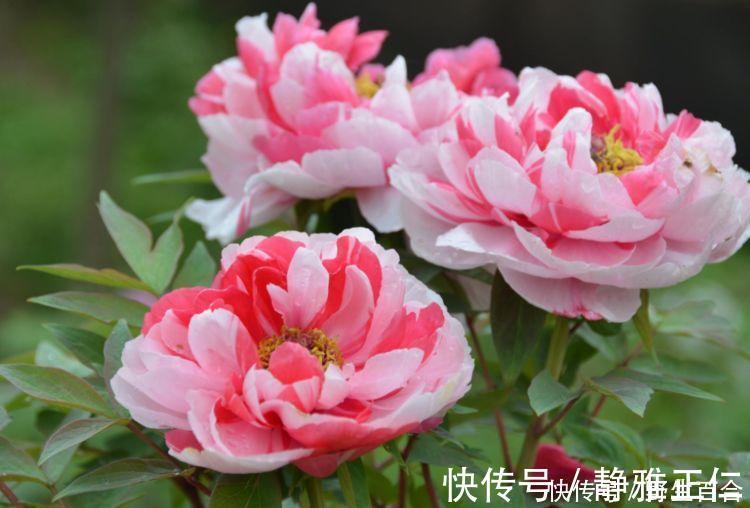 芳香王|养花就养这几款，全年开花不停，开花多，轻松爆成花海！