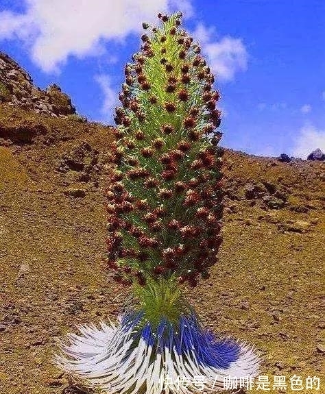 奇花|奇花、奇花、奇花、罕见奇花，赶快打开欣赏吧