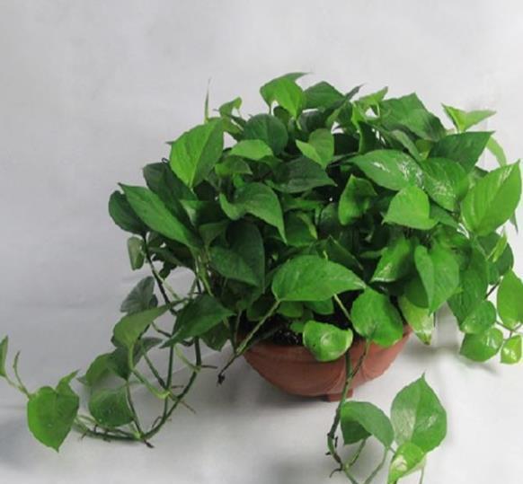 养护|10款花不喜欢晒太阳,摆在阴凉处静养,叶子油绿开花漂亮