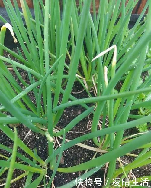 阳台种小葱，又细又黄乱糟糟？教你几招，又粗又壮，又粗又壮