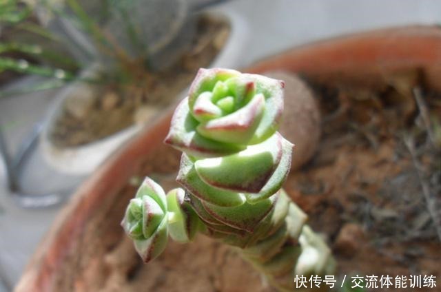 家里有这4种多肉太赚了,不仅皮实好养,还越晒越精神!
