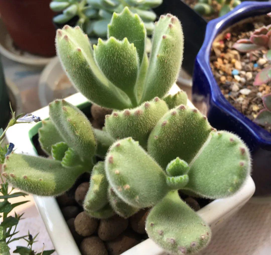 花盆|养多肉不会选盆?3个方法,教你一次选对花盆