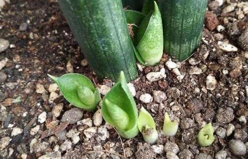 修剪|4种花卉耐旱、好养活,在家盆栽30天浇水一次,植株越长越旺