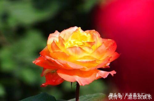 玫瑰|喜欢牡丹,不如养“稀有玫瑰”宠爱小姐,金蕊红衣,甚是美艳!