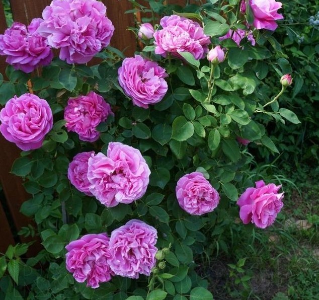 分枝|月季寿命有多少年养的时间越久长的越差,开花又少又小怎么办