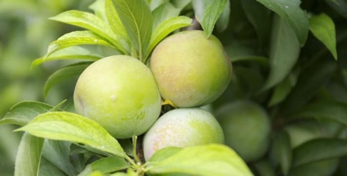 李子|立秋后,咳嗽痰多很难受,不妨多吃此果,润肺止咳,降血压