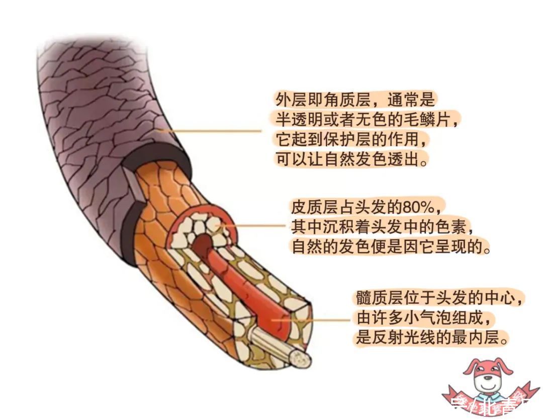 gi|发际线保不住了？吃对了或许还有救