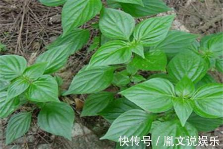 小董|立秋后不妨常食此野菜，每周两次，治感冒咳嗽，吃到就是捡到宝！