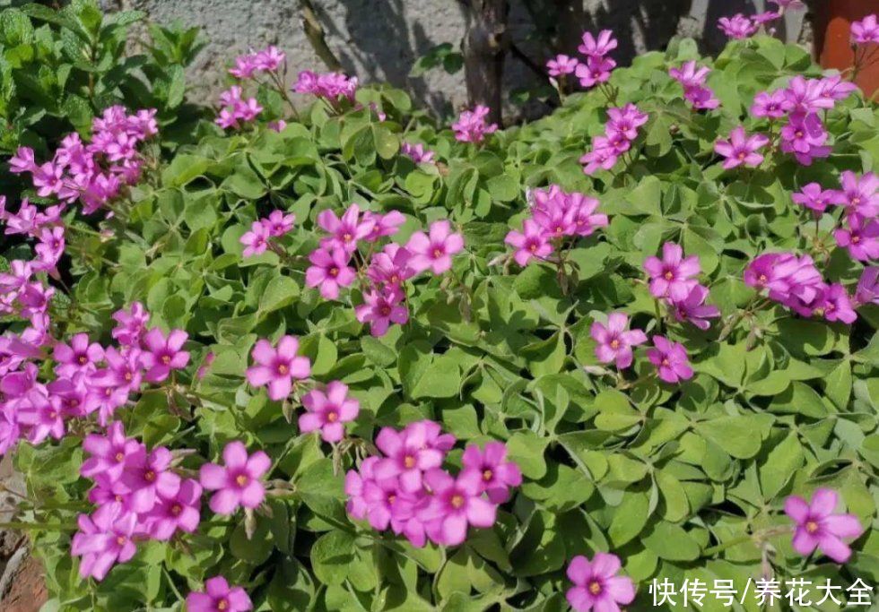 这些小野花春天开得正美，下次见到挖一颗，再也不用买花了