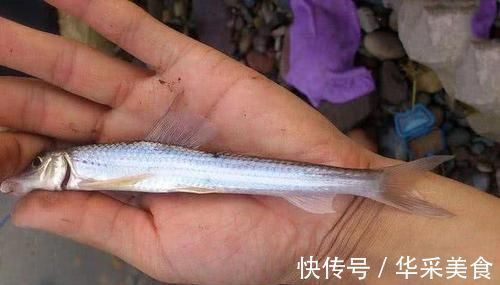 鱼种|长江中渐渐消失的鱼种,浑身棍子肉,俗称“船丁子”