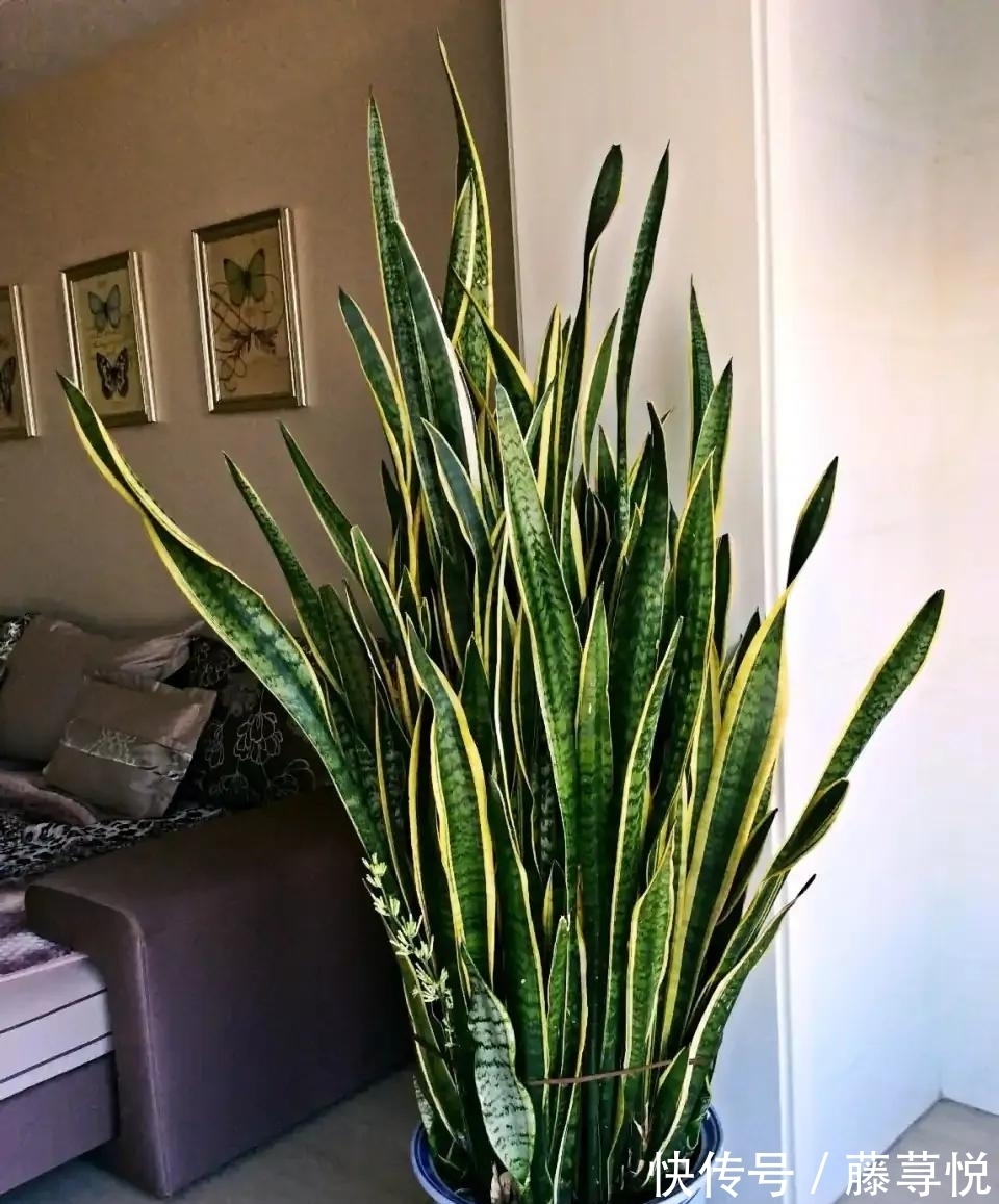 侧芽|冬天虎皮兰,正在“虚弱期”,注意3个要点,小芽一个接一个