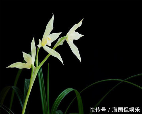 养花|兰花该如何安全度夏教你夏季养护兰花的3个小妙招,别说没提醒