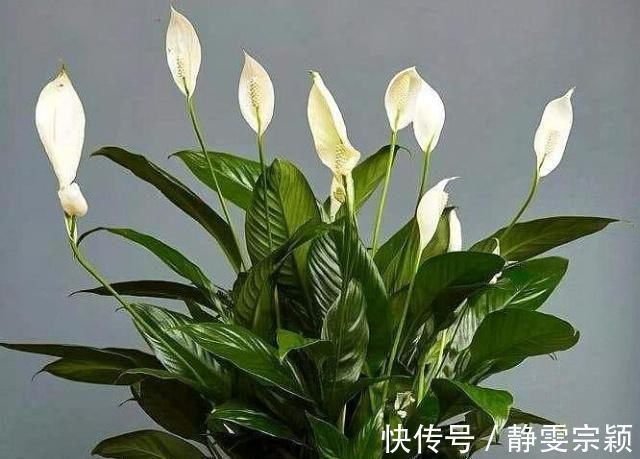 这“3种花”不仅好养、开花美，还能除螨去味，养上10盆都不够