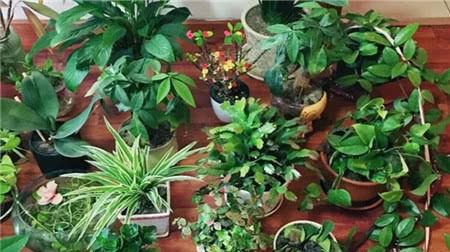 养花不用换盆,给植物吃点“小玩意”,土壤肥沃,养啥都旺