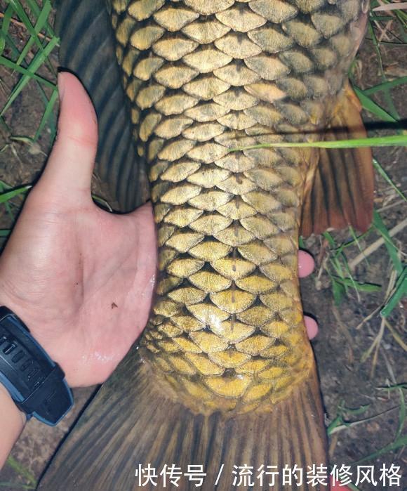 打不中鱼|漂相很稳就是打不中鱼?解决起来挺简单,但要排除一个问题