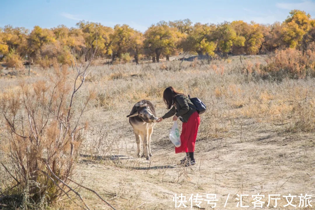 八道桥|毫无悬念！今年最美的国内秋天，果然还是这里……