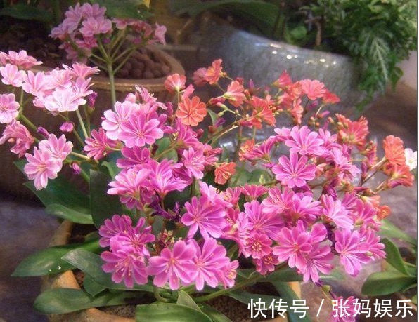 别再养绿萝吊兰了,以下盆景花美又好养,花色很绚丽,四季有花赏