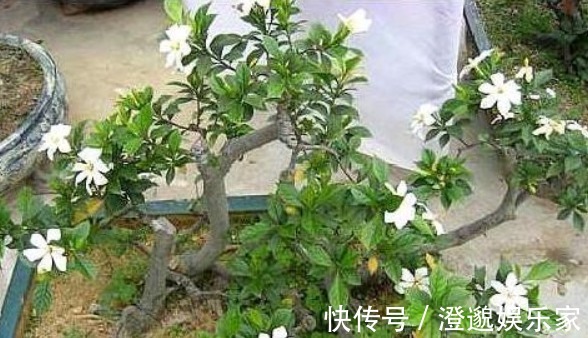 酸性|养栀子花,10天喂上几滴“它”,新芽长不停,叶片翠绿开花“旺”