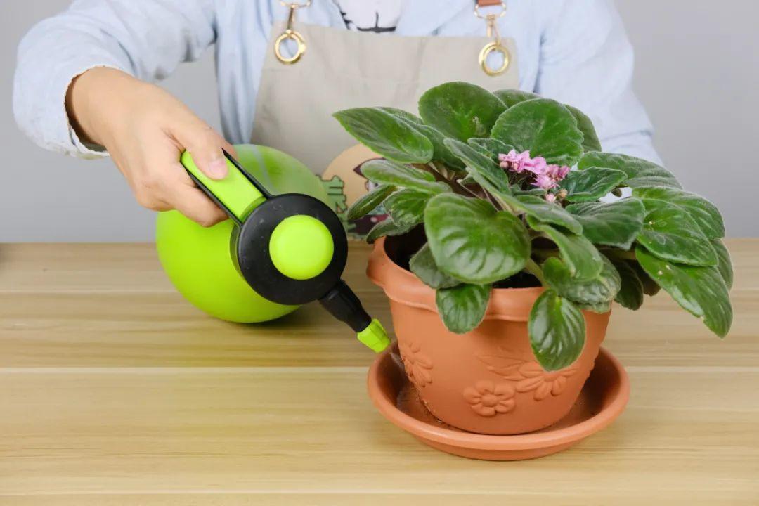 10种“养不死”的花，绿萝只能排最后一名，养死3种以上的举手