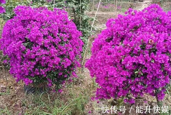 浇水|想要盆栽三角梅花团锦簇就从4方面入手，保管1个月花满枝头