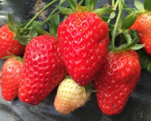 娇嫩|秋季养生女性要坚持吃3种食物,皮肤娇嫩,延缓衰老、早吃早好