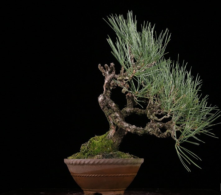 赏玩盆景彰显心灵深处的情怀，换个心情欣赏精美盆景，拍照上图