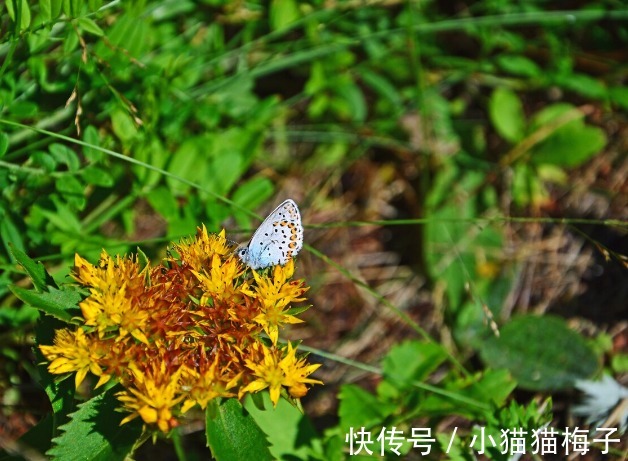 益母草|66种野菜大图片，带你见识不同的野菜和吃法，你想要的野菜这里有