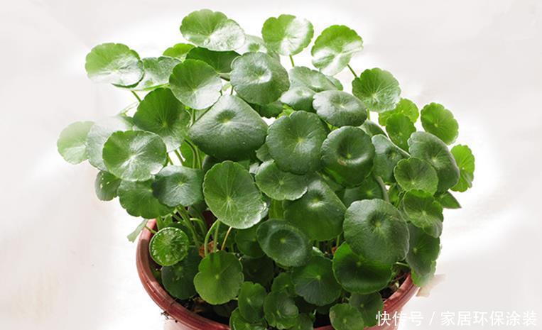 六种花就不怕浇水,浇水越多长势越茂盛,实践与经验分享