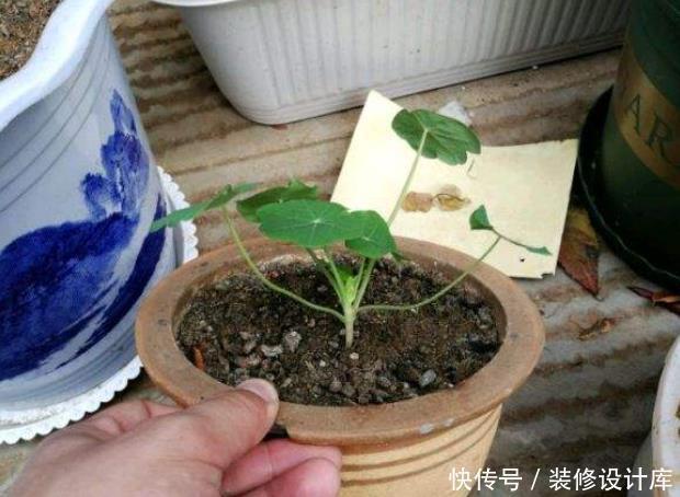 它是冬天里的“主角”,只需一粒种子,几个月就能花开上百朵!