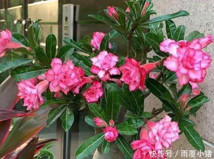 4种花是爆盆能手，开起花来“拦”不住，家里养一盆，招财又纳福