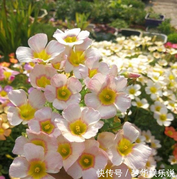 夏天|夏天疯狂开花的酢浆草，价格很便宜，买几个，埋到土里就开花