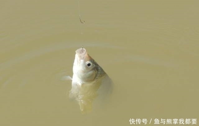 暗流|浮漂上顶很清晰，提竿就是没有鱼，这五种原因皆有可能