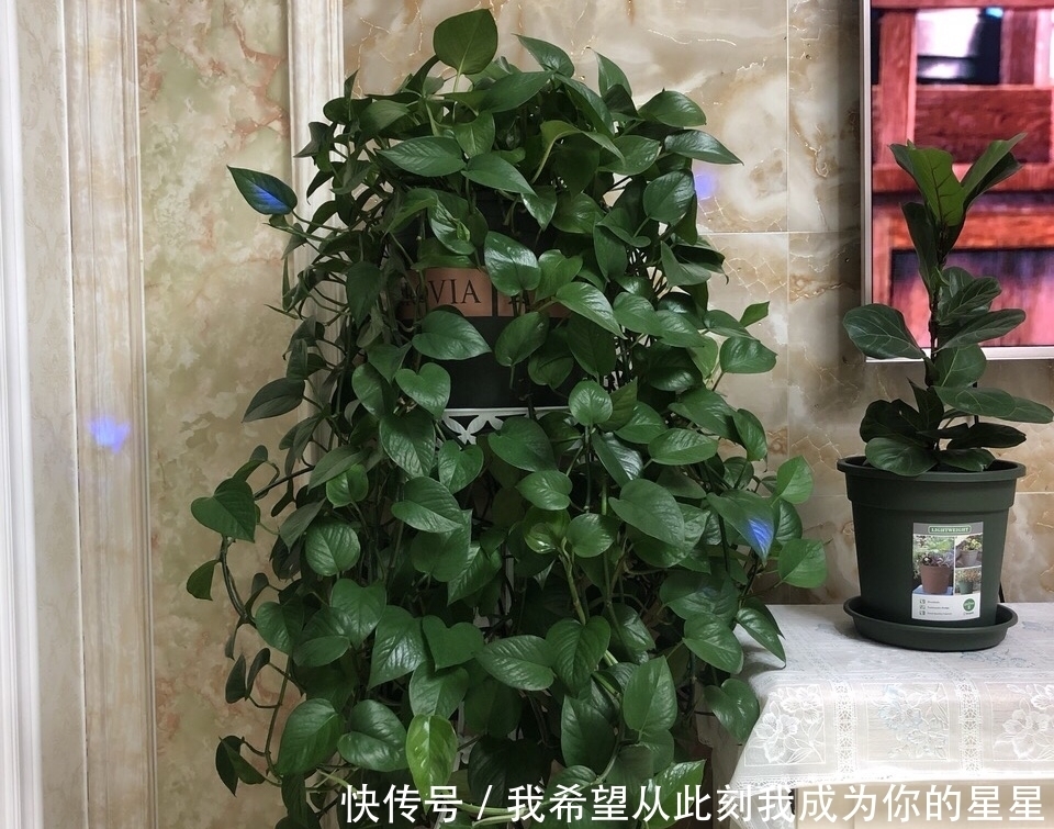 冬天养花“黄叶”怎么办？搞清楚“4个”原因，您的问题就能解决