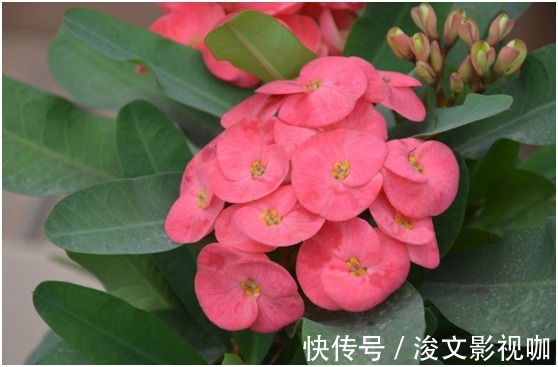 光棍树|花友们想清楚了,这三种花不要轻易的在家养,有潜在的危险