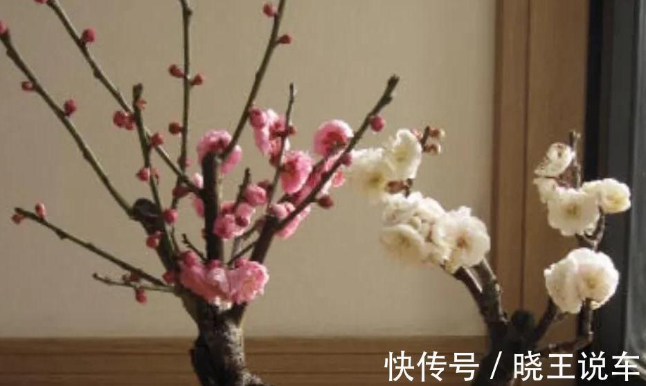 蟹爪兰|这些漂亮花不好养,你养了几种